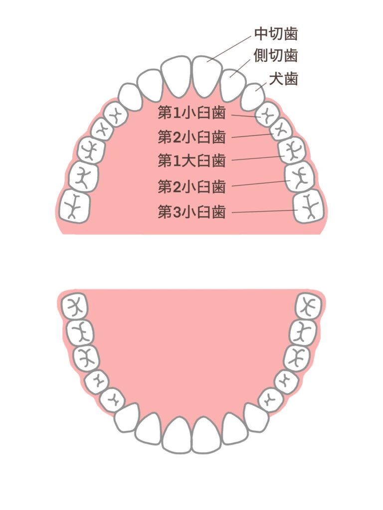 parts-tooth